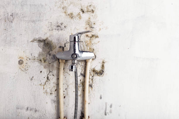 Best Mold Removal Process  in Jeanerette, LA