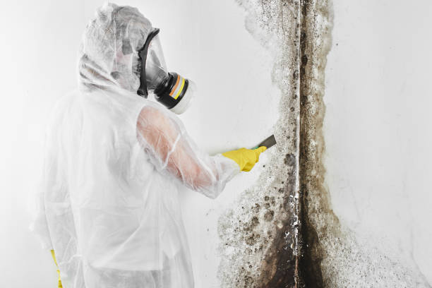 Best Residential Mold Removal  in Jeanerette, LA