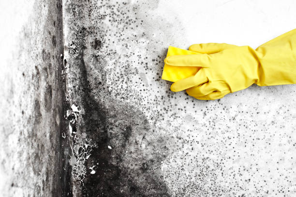 Best Crawl Space Mold Removal  in Jeanerette, LA