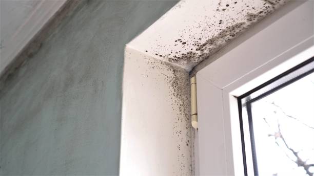 Best Commercial Mold Removal  in Jeanerette, LA
