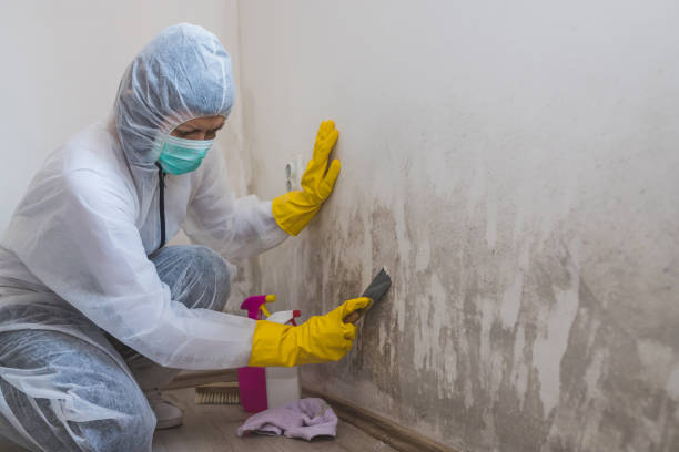Best Home Mold Removal  in Jeanerette, LA
