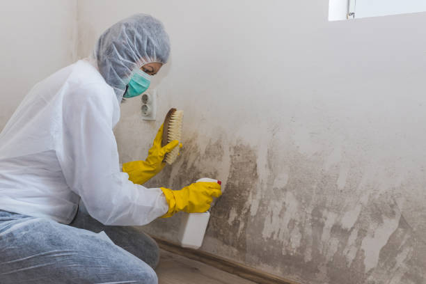 Best Mold Cleaning Services  in Jeanerette, LA