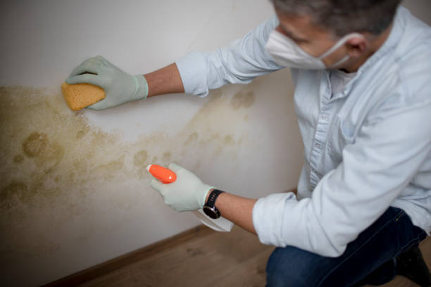 Best Certified Mold Removal  in Jeanerette, LA