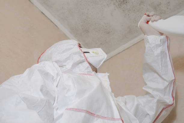 Best Black Mold Removal  in Jeanerette, LA