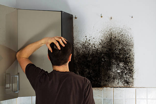 Home Mold Removal in Jeanerette, LA